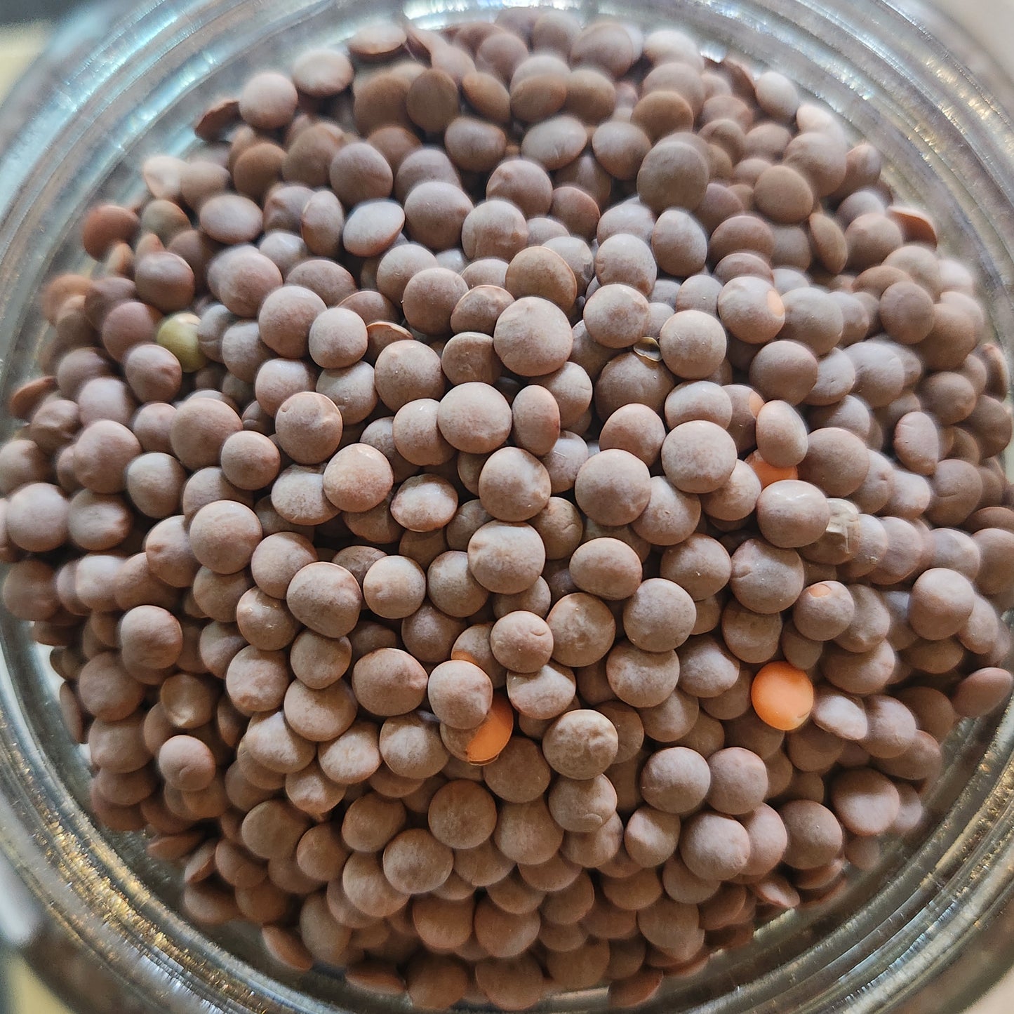 Brown Lentils, Whole Masoor, Organic